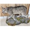 Image 2 : Nice Color Phase Bobcat Full Body Taxidermy Mount