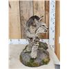 Image 3 : Nice Color Phase Bobcat Full Body Taxidermy Mount