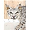 Image 4 : Nice Color Phase Bobcat Full Body Taxidermy Mount