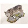 Image 5 : Nice Color Phase Bobcat Full Body Taxidermy Mount