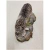 Image 6 : Nice Color Phase Bobcat Full Body Taxidermy Mount