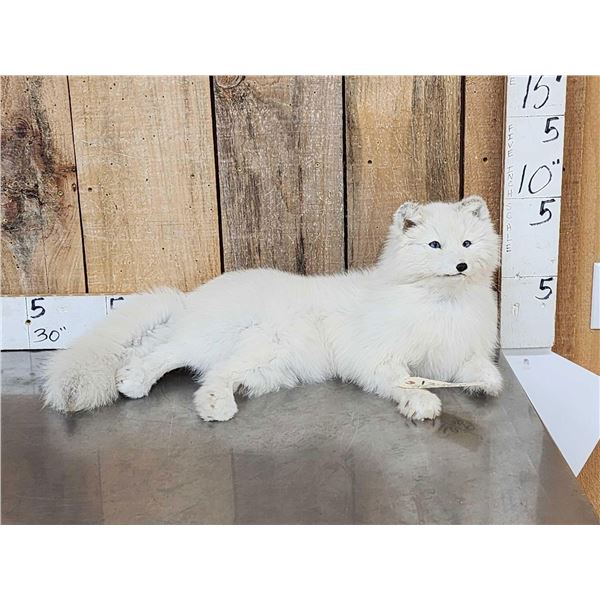 Arctic Fox Full Body Taxidermy Mount