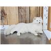 Image 1 : Arctic Fox Full Body Taxidermy Mount
