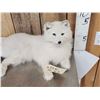 Image 2 : Arctic Fox Full Body Taxidermy Mount