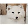 Image 3 : Arctic Fox Full Body Taxidermy Mount