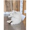 Image 4 : Arctic Fox Full Body Taxidermy Mount