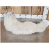 Image 5 : Arctic Fox Full Body Taxidermy Mount
