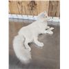 Image 6 : Arctic Fox Full Body Taxidermy Mount