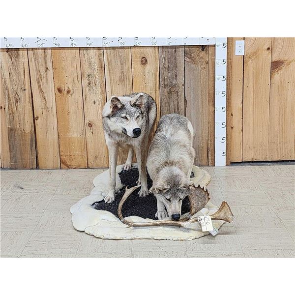 2 Alaskan Wolves On The Hunt Full Body Taxidermy Mount