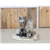 Image 1 : 2 Alaskan Wolves On The Hunt Full Body Taxidermy Mount