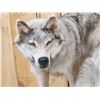 Image 2 : 2 Alaskan Wolves On The Hunt Full Body Taxidermy Mount