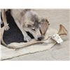 Image 3 : 2 Alaskan Wolves On The Hunt Full Body Taxidermy Mount