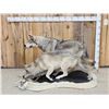 Image 4 : 2 Alaskan Wolves On The Hunt Full Body Taxidermy Mount