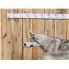 Image 5 : 2 Alaskan Wolves On The Hunt Full Body Taxidermy Mount