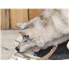 Image 6 : 2 Alaskan Wolves On The Hunt Full Body Taxidermy Mount