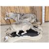 Image 7 : 2 Alaskan Wolves On The Hunt Full Body Taxidermy Mount