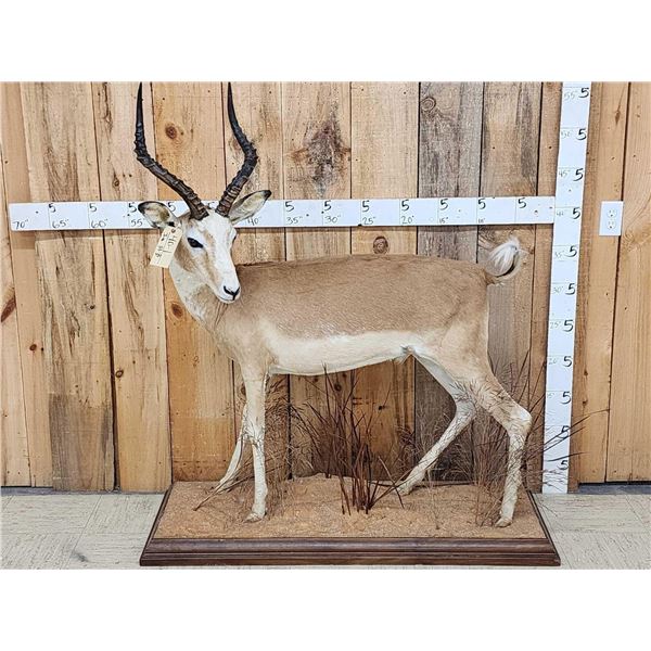 Super Rare Piebald African Impala Full Body Taxidermy Mount