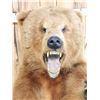 Image 10 : Big Russian Blonde Phase Brown Bear Full Body Taxidermy Mount