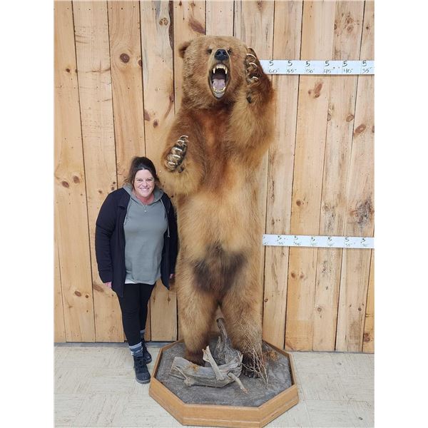 Big Russian Blonde Phase Brown Bear Full Body Taxidermy Mount