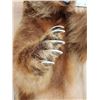 Image 2 : Big Russian Blonde Phase Brown Bear Full Body Taxidermy Mount