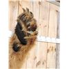 Image 3 : Big Russian Blonde Phase Brown Bear Full Body Taxidermy Mount