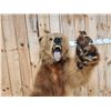 Image 4 : Big Russian Blonde Phase Brown Bear Full Body Taxidermy Mount