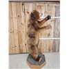 Image 5 : Big Russian Blonde Phase Brown Bear Full Body Taxidermy Mount