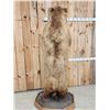Image 6 : Big Russian Blonde Phase Brown Bear Full Body Taxidermy Mount