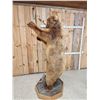 Image 7 : Big Russian Blonde Phase Brown Bear Full Body Taxidermy Mount
