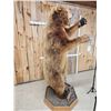 Image 8 : Big Russian Blonde Phase Brown Bear Full Body Taxidermy Mount