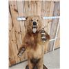 Image 9 : Big Russian Blonde Phase Brown Bear Full Body Taxidermy Mount