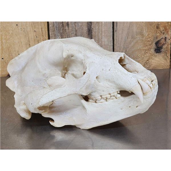 Big Russian Brown Bear Skull Taxidermy