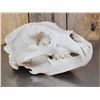 Image 1 : Big Russian Brown Bear Skull Taxidermy