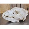 Image 2 : Big Russian Brown Bear Skull Taxidermy