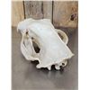 Image 3 : Big Russian Brown Bear Skull Taxidermy