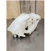 Image 4 : Big Russian Brown Bear Skull Taxidermy