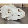 Image 5 : Big Russian Brown Bear Skull Taxidermy