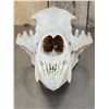 Image 6 : Big Russian Brown Bear Skull Taxidermy