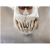 Image 7 : Big Russian Brown Bear Skull Taxidermy
