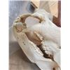Image 8 : Big Russian Brown Bear Skull Taxidermy