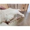 Image 9 : Big Russian Brown Bear Skull Taxidermy