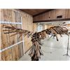 Image 14 : Spectacular Eagle Driftwood Sculpture