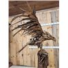 Image 16 : Spectacular Eagle Driftwood Sculpture