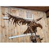 Image 4 : Spectacular Eagle Driftwood Sculpture