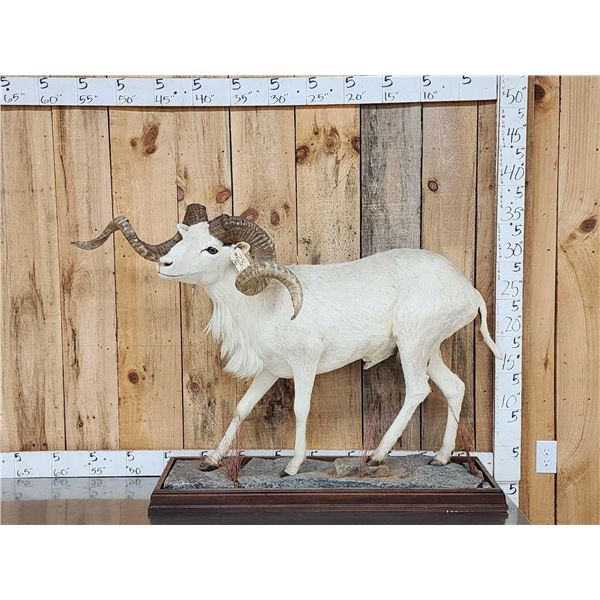Texas Dall Ram Sheep Shoulder Mount Taxidermy