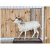 Image 1 : Texas Dall Ram Sheep Shoulder Mount Taxidermy