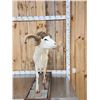 Image 2 : Texas Dall Ram Sheep Shoulder Mount Taxidermy