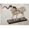 Image 3 : Texas Dall Ram Sheep Shoulder Mount Taxidermy