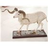 Image 4 : Texas Dall Ram Sheep Shoulder Mount Taxidermy