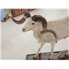Image 5 : Texas Dall Ram Sheep Shoulder Mount Taxidermy